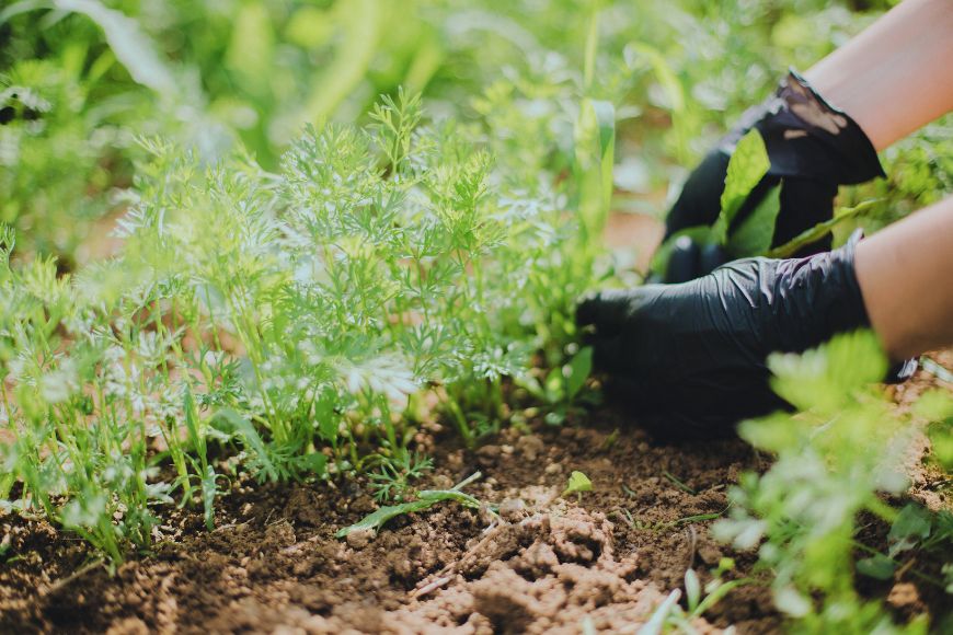 Bloom Into Wellness - Clearing Weeds