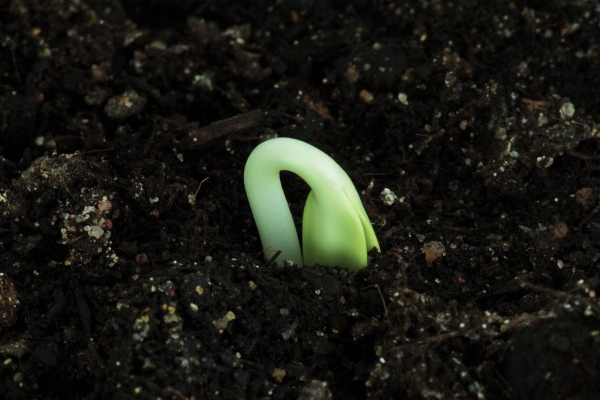 What's Ready To Bloom